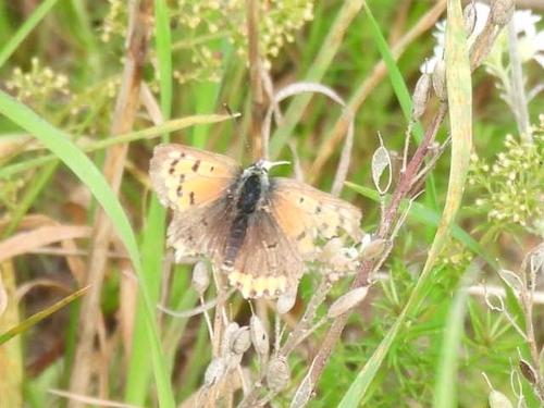 Small Copper