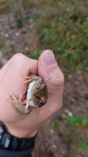 European Common Frog