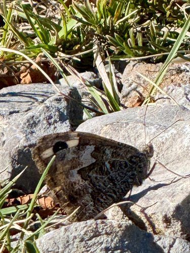 Grayling