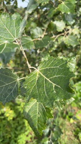 white poplar
