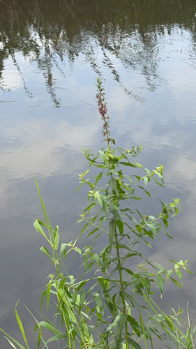 purple loosestrife