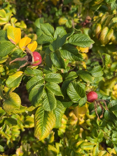 rugosa rose