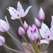Allium praecox - Photo (c) BJ Stacey, alla rättigheter förbehållna