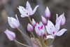 Allium praecox - Photo (c) BJ Stacey, todos los derechos reservados