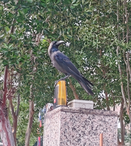 House Crow