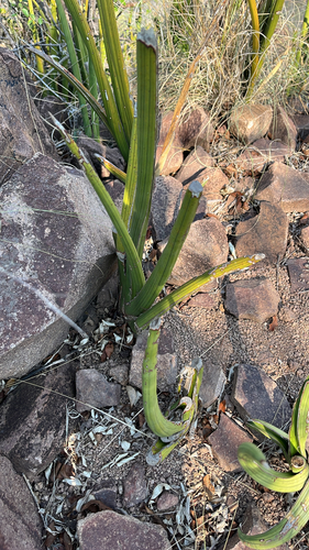 Spiky Mother-in-law's Tongue