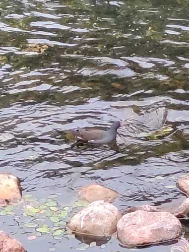 Eurasian Moorhen