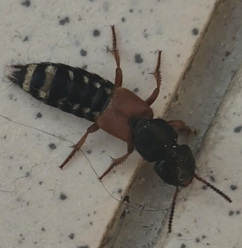 Platydracus stercorarius