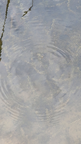 lake pondskater
