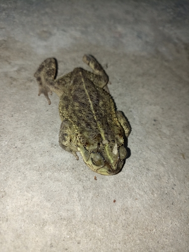 Bella Vista Toad