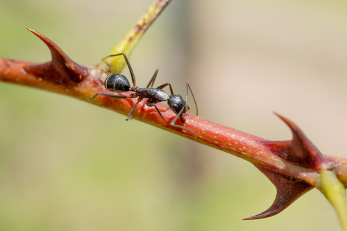 Indian Black Ant