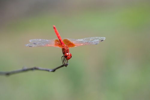 Orange-winged Dropwing