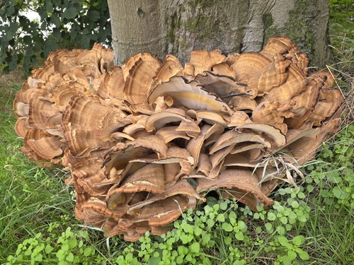 Giant Polypore