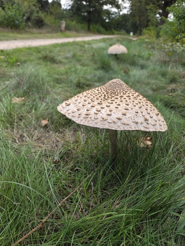 Parasol