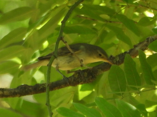 Icterine Warbler