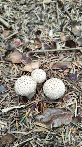 common puffball