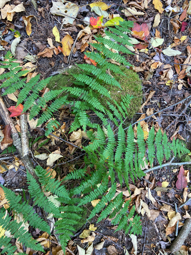 intermediate wood fern