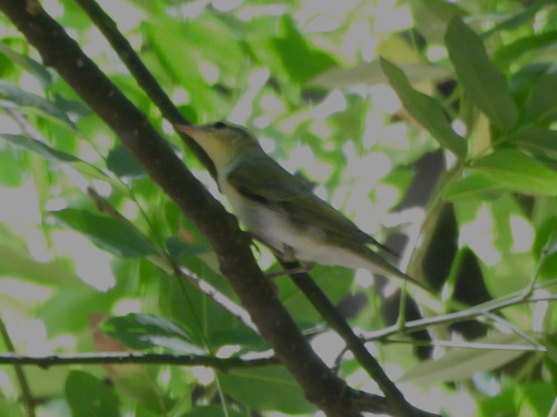 Wood Warbler