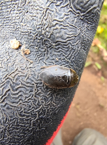 saucer bug