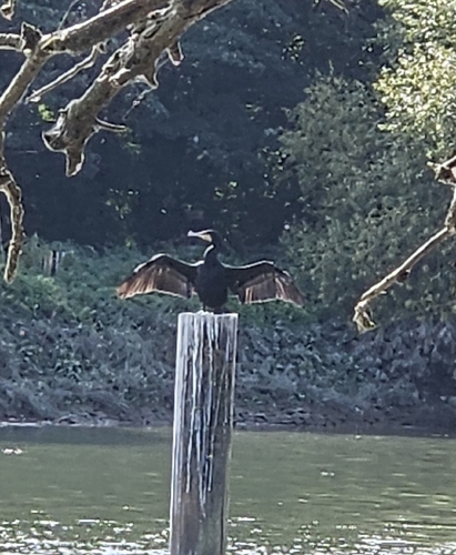 Great Cormorant