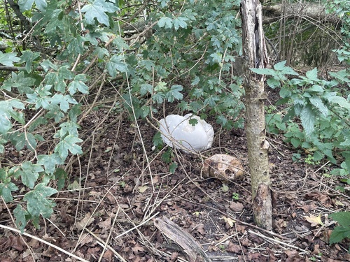 giant puffball