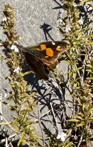 European Beak