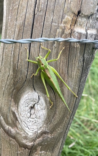 Great Green Bush-cricket