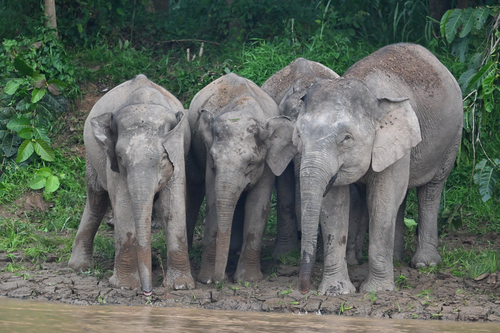 Bornean Pygmy Elephant