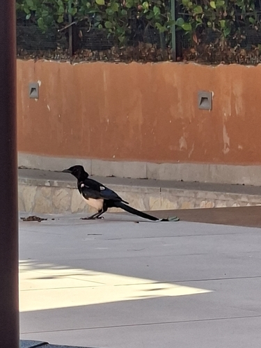 Eurasian Magpie