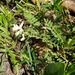 Astragalus crassicarpus trichocalyx - Photo (c) James Ojascastro, kaikki oikeudet pidätetään, lähettänyt James Ojascastro