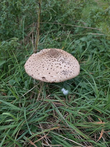 Parasol