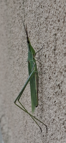 Mediterranean Slant-faced Grasshopper