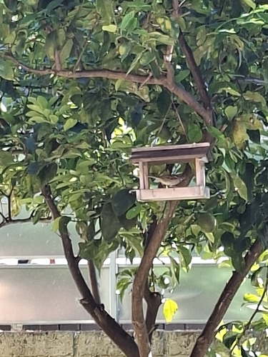 Italian Sparrow