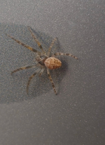 Grey Cross Spider