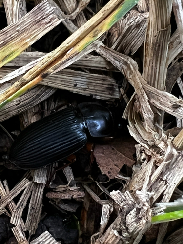 Pennsylvania Dingy Ground Beetle