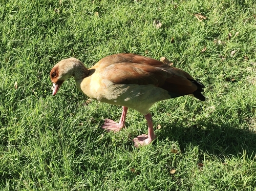 Egyptian Goose