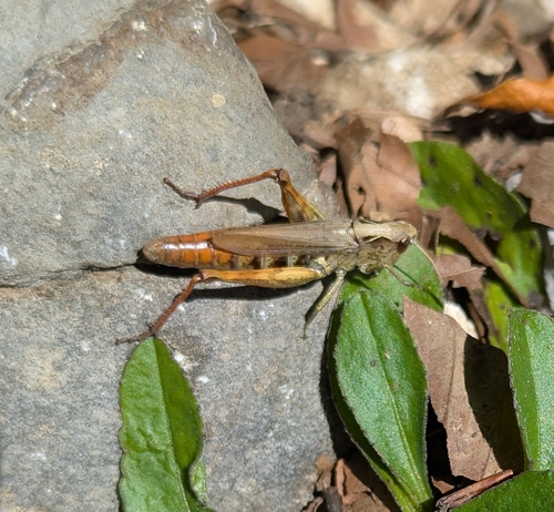Rufous Grasshopper