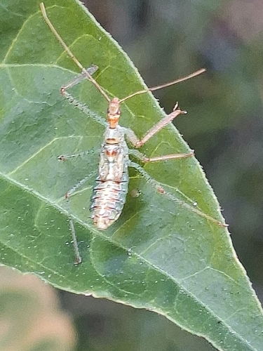 Leafhopper Assassin Bug