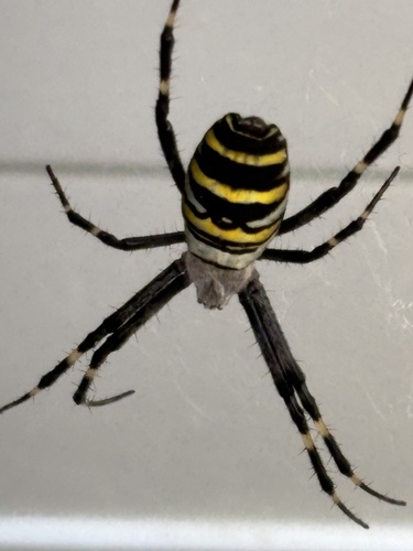 Wasp Spider