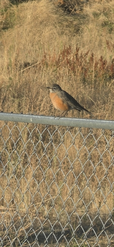 American Robin