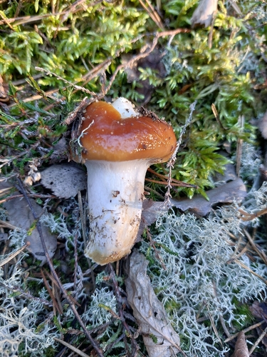 orange webcap
