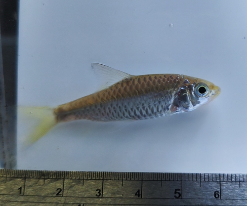Poropuntius deauratus