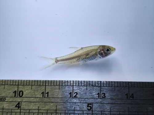 Poropuntius deauratus