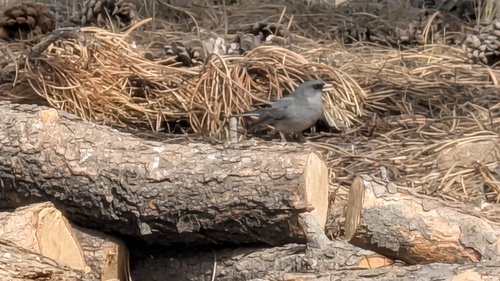 Dark-eyed Junco