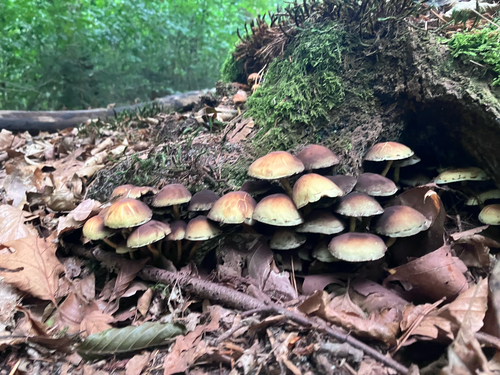 Sulphur Tuft