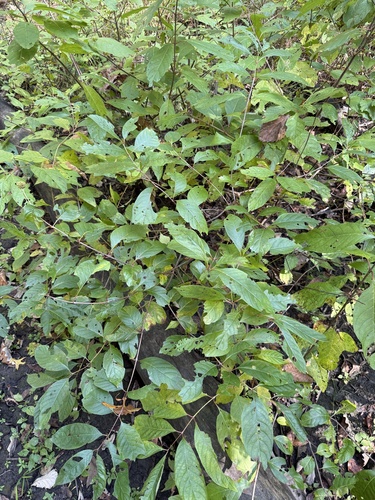buttonbush