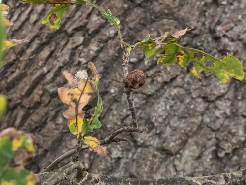 Oak Apple Gall Wasp