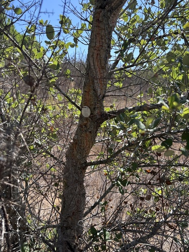 cork oak