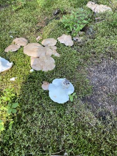 Sheep Polypore