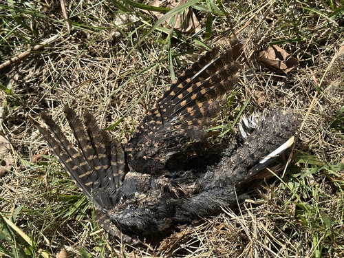Eastern Whip-poor-will observed by machungwa